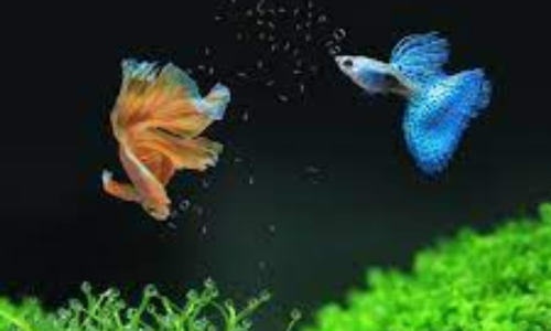 Tips for Choosing Substrate for Guppies