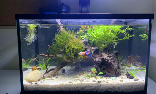 How to Get Rid of Floating Sand in Aquarium