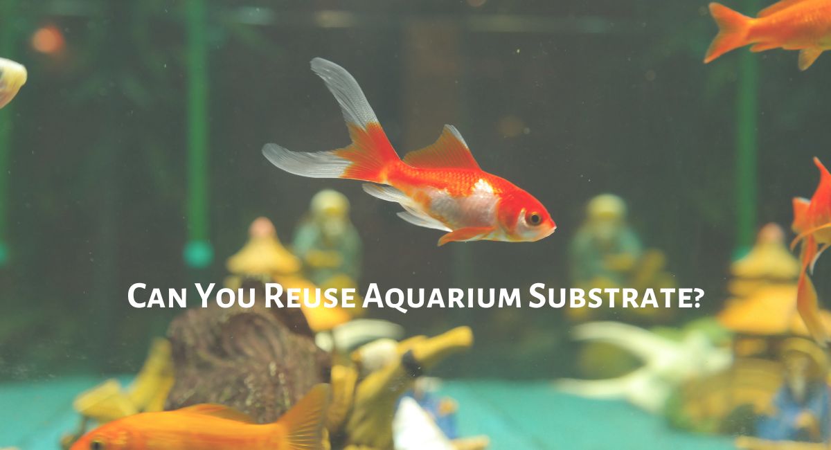 Can You Reuse Aquarium Substrate