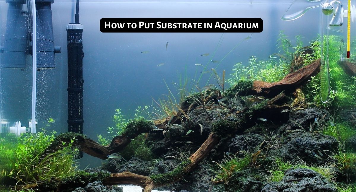 How to Put Substrate in Aquarium