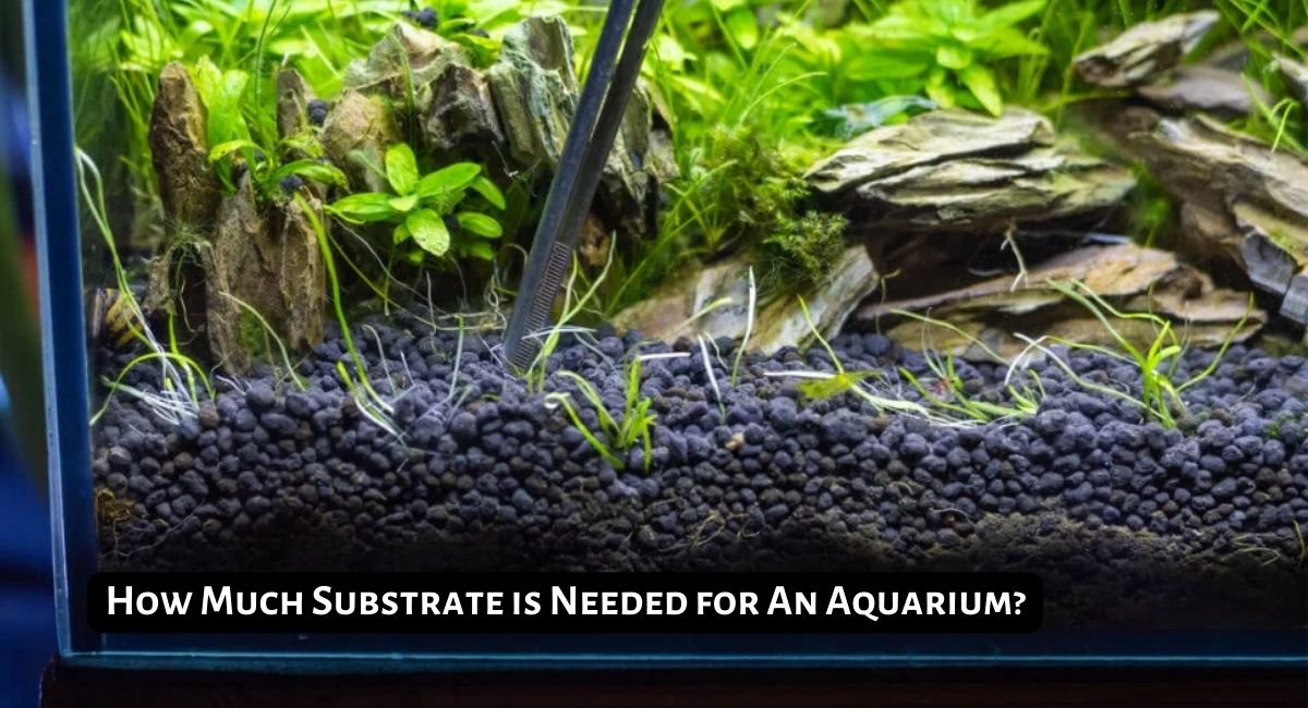 How Much Substrate for Aquarium