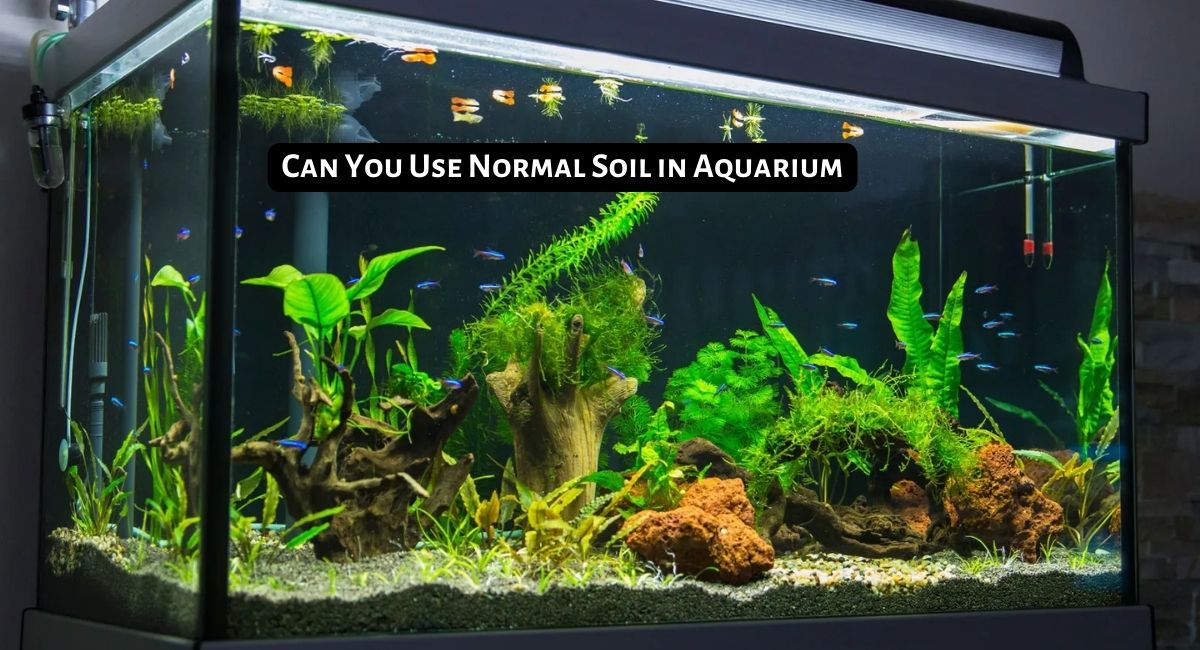 Can You Use Normal Soil in Aquarium