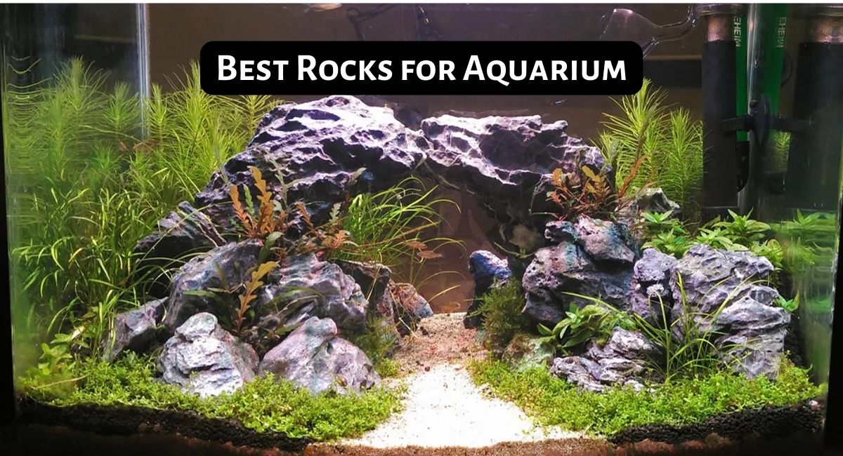 Best Rocks for Aquarium