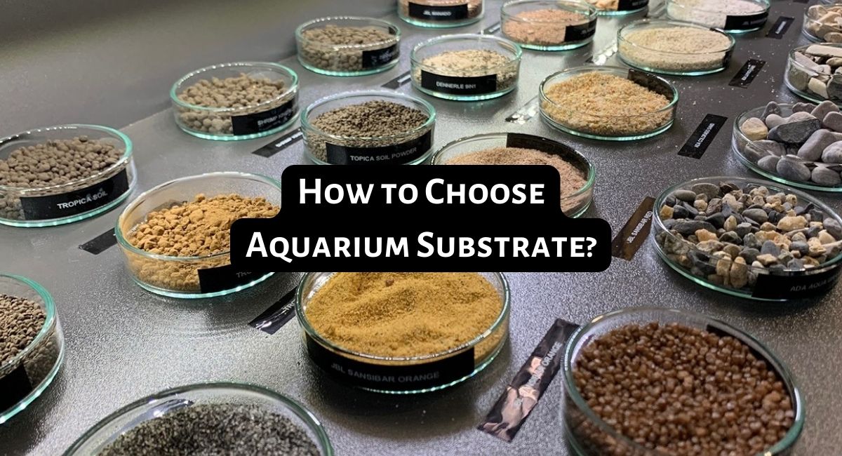 How to Choose Aquarium Substrate