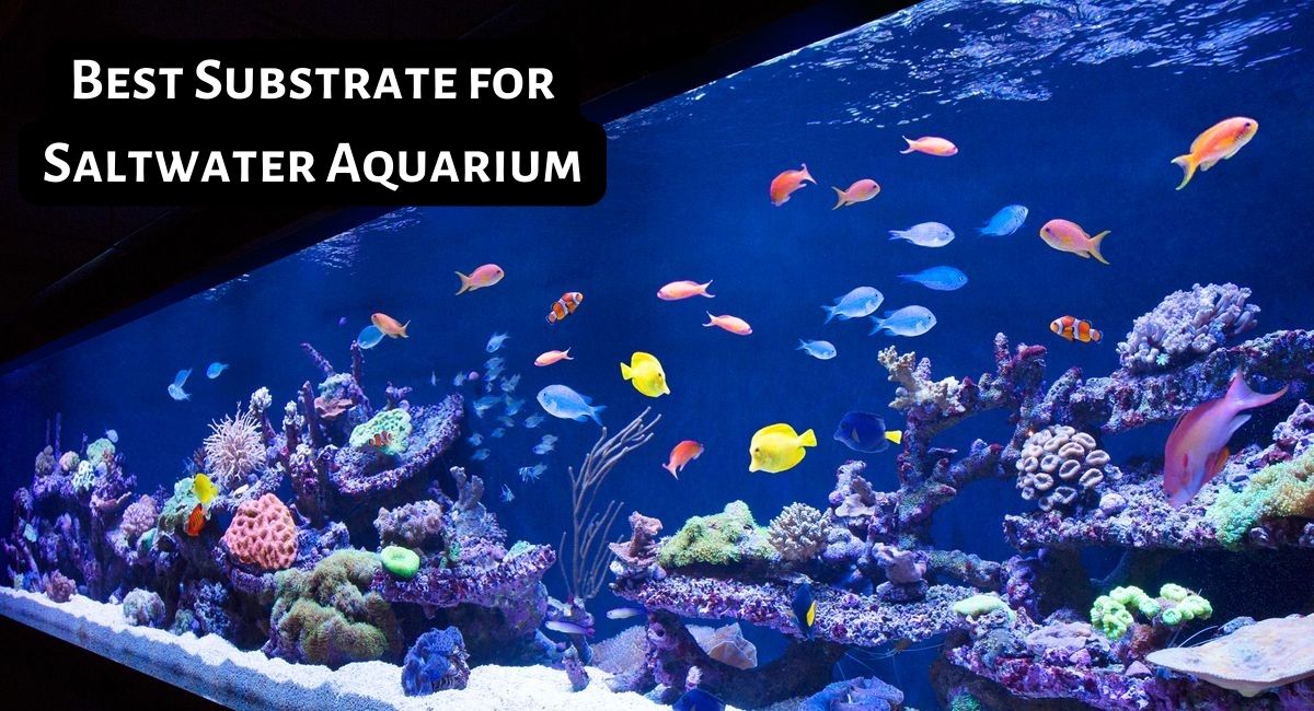Best Substrate for Saltwater Aquarium