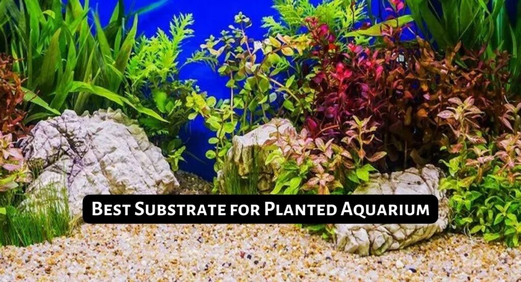 Best Substrate for Planted Aquarium