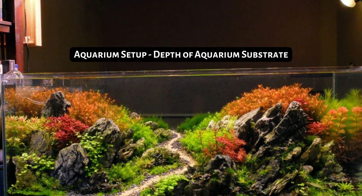 Depth of Aquarium Substrate