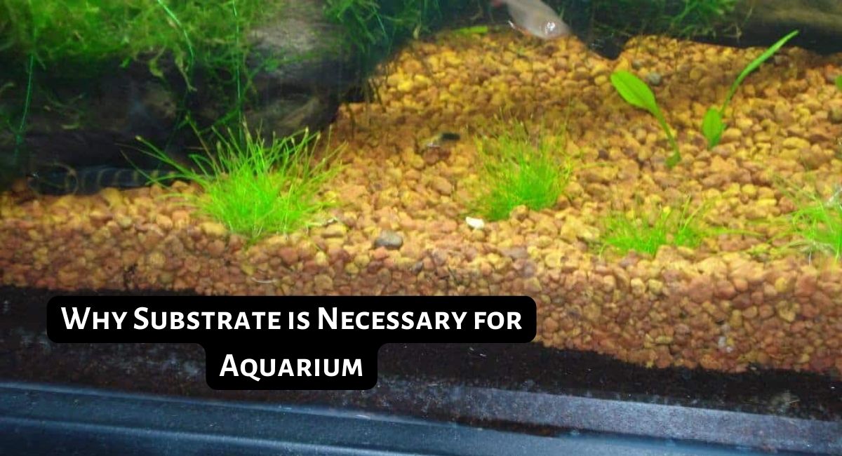 Why Substrate is Necessary for Aquarium