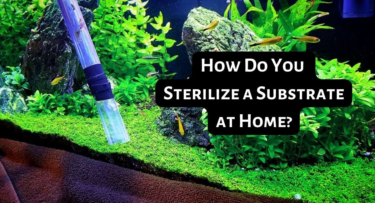How Do You Sterilize a Substrate at Home