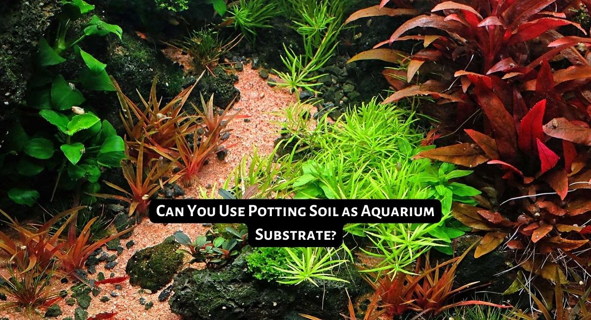 Can You Use Potting Soil as Aquarium Substrate
