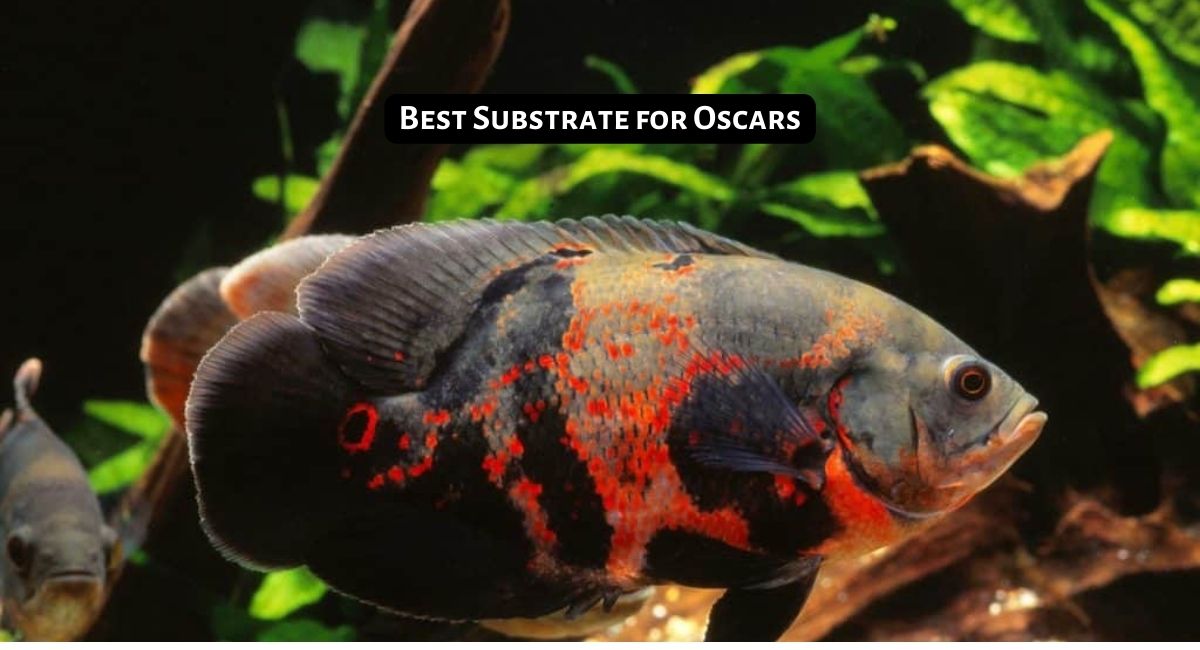 Best Substrate for Oscars