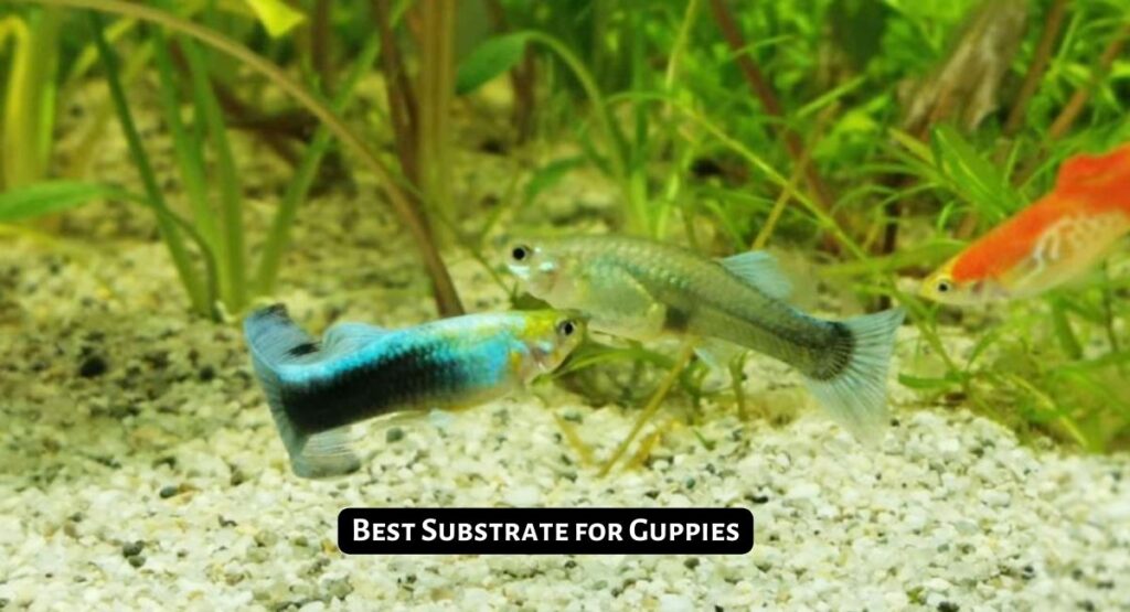 Best Substrate for Guppies