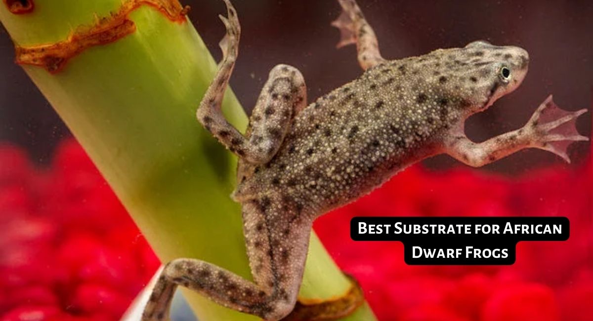 Best Substrate for African Dwarf Frogs