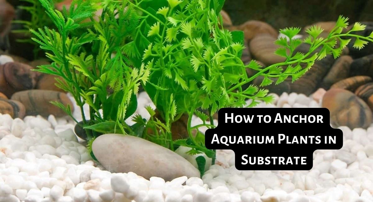 How to Anchor Aquarium Plants in Substrate