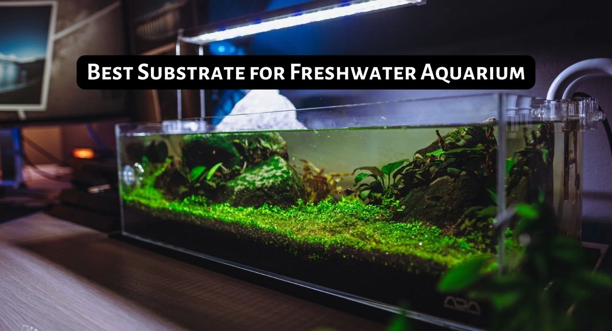 Best Substrate for Freshwater Aquarium