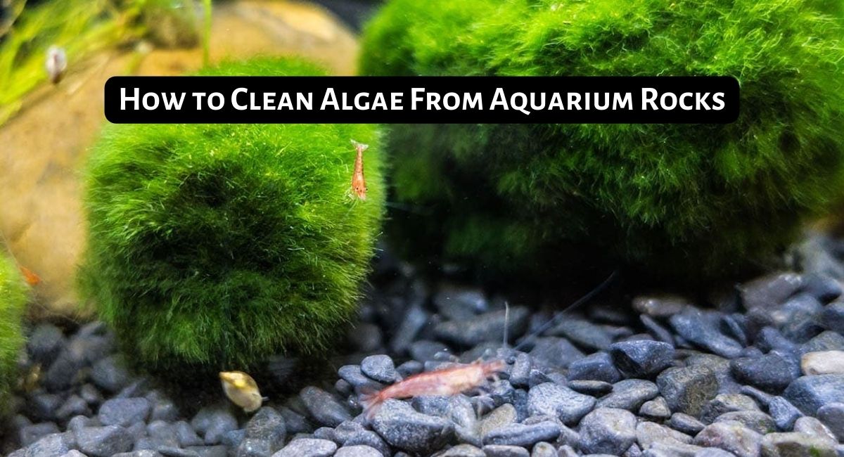 How to Clean Algae From Aquarium Rocks