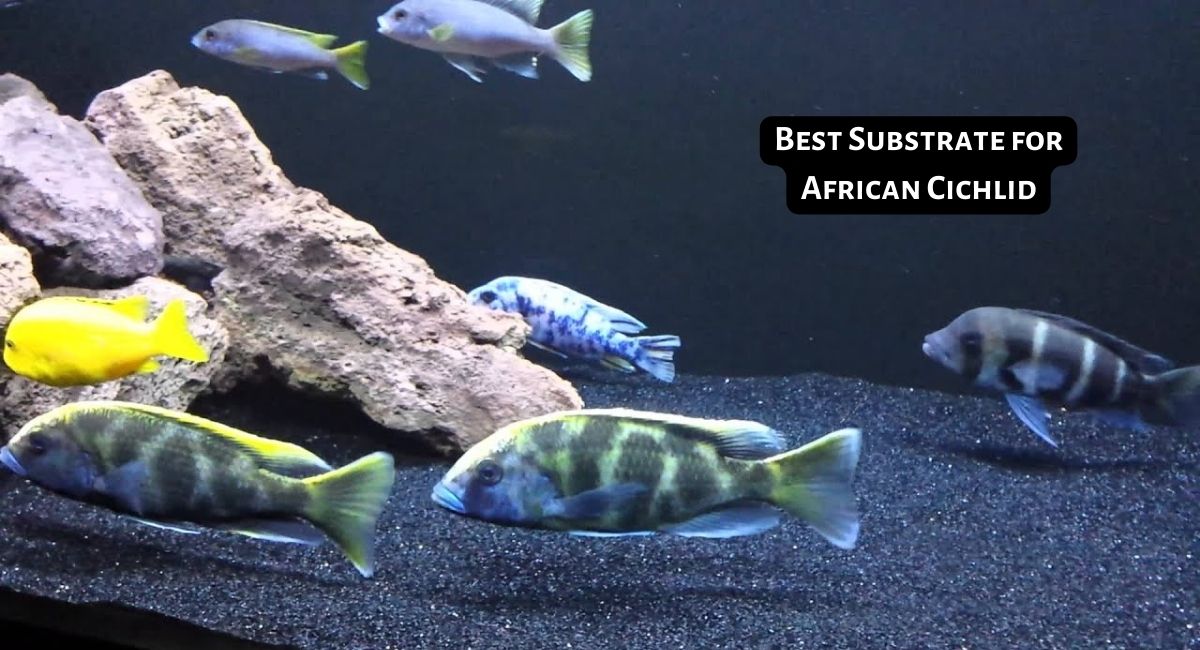 Best Substrate for African Cichlid