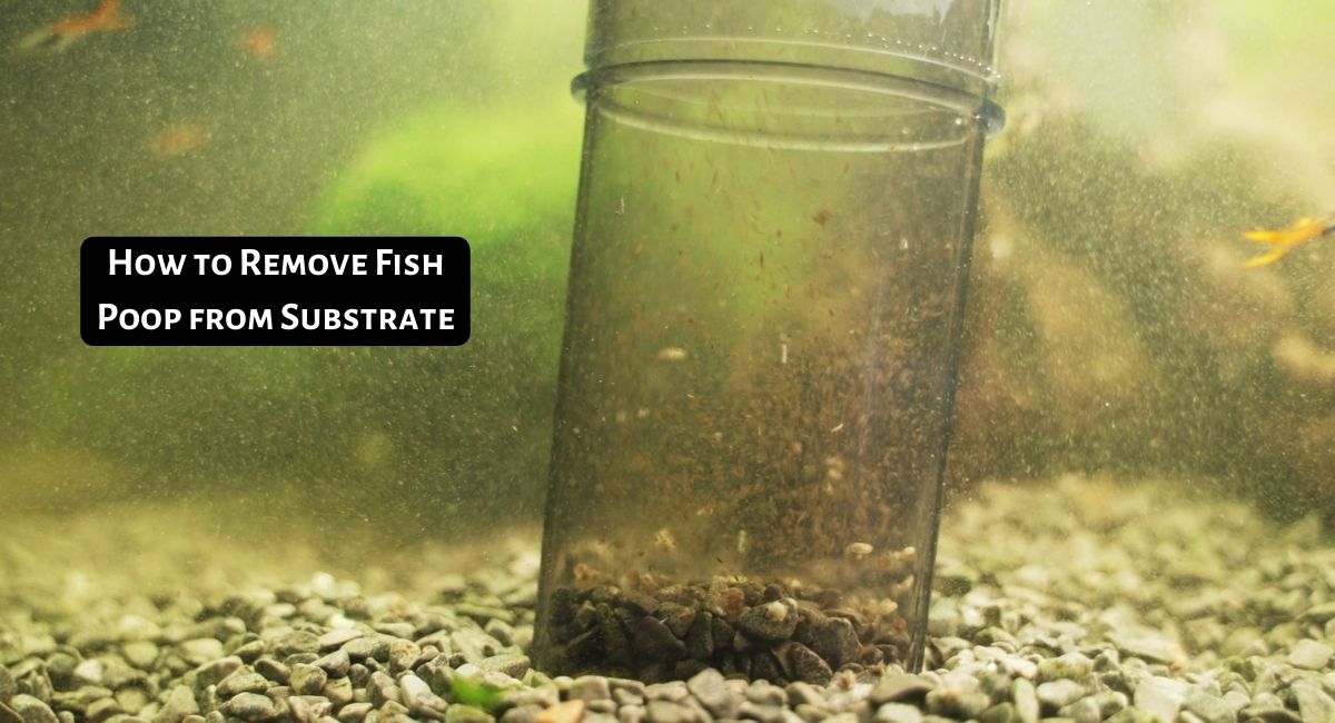 How to Remove Fish Poop from Substrate