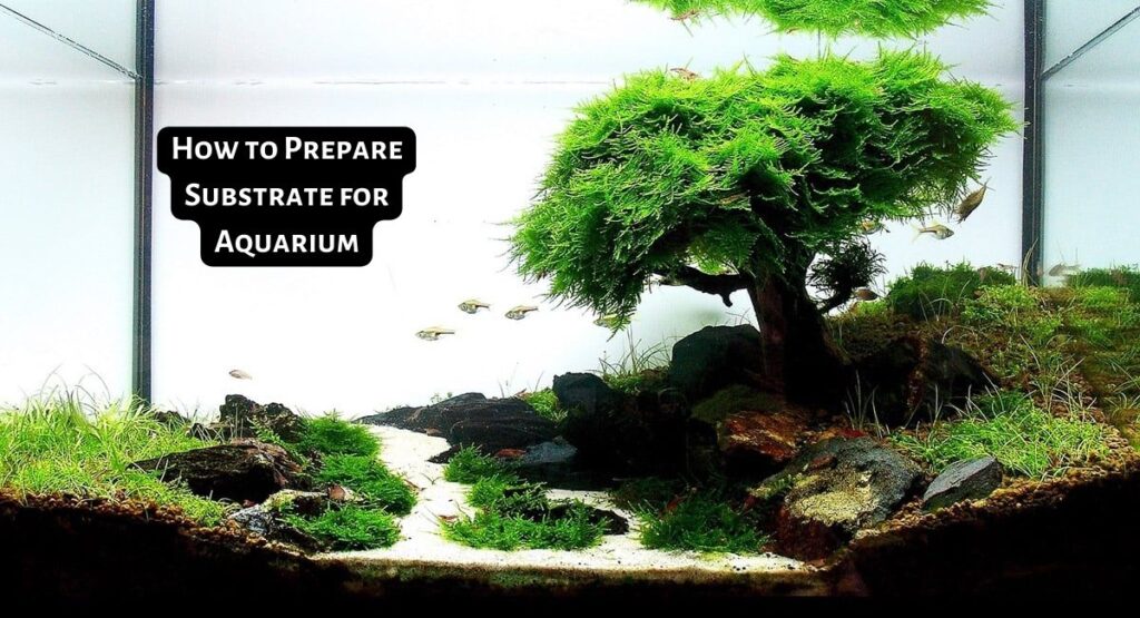 How to Prepare Substrate for Aquarium