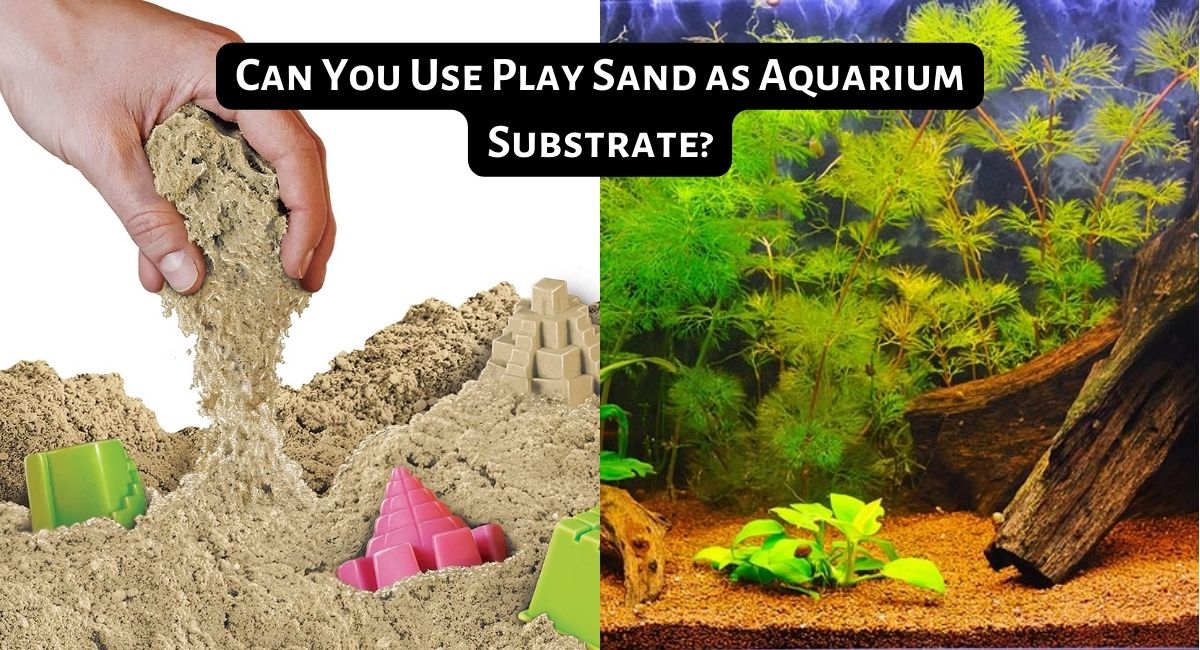 Can You Use Play Sand as Aquarium Substrate
