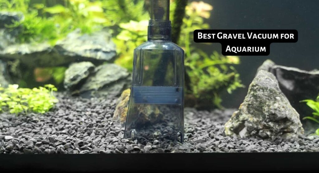 Best Gravel Vacuum for Aquarium