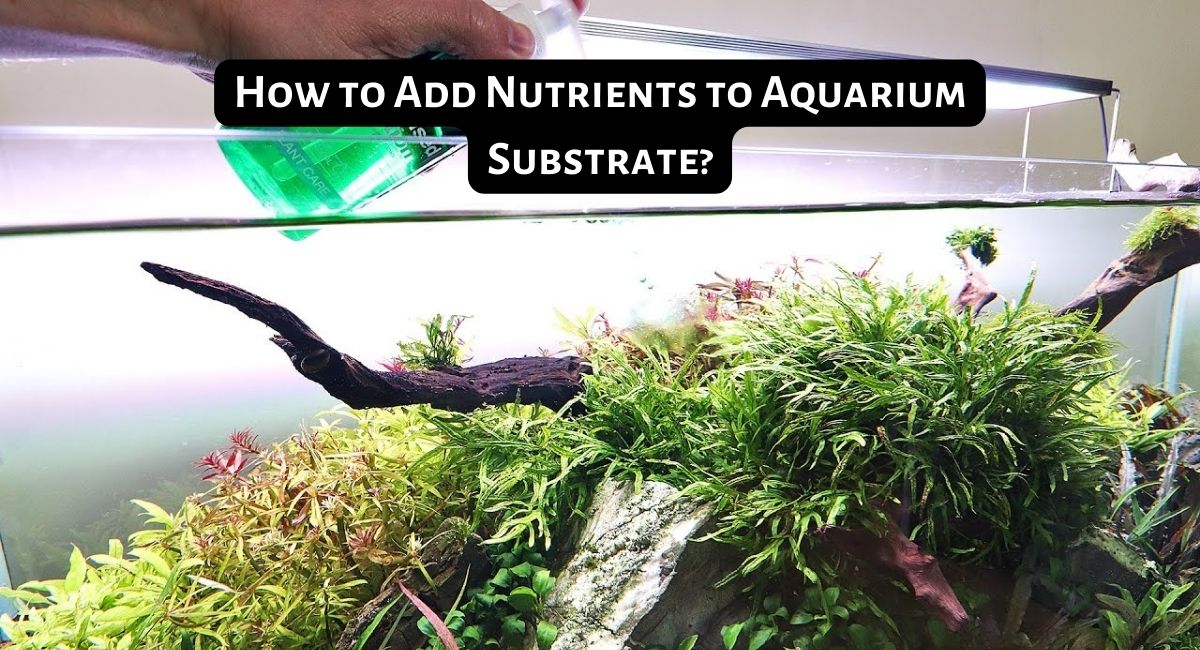 How to Add Nutrients to Aquarium Substrate