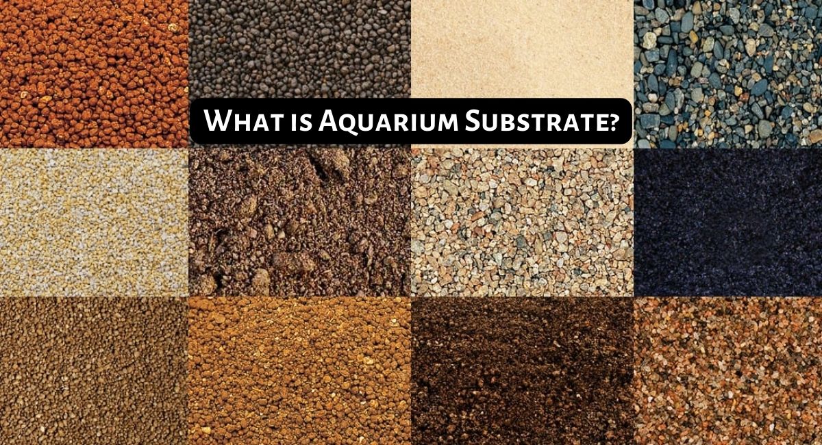 What is Aquarium Substrate
