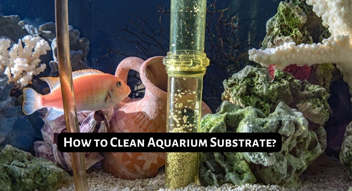 How to Clean Aquarium Substrate