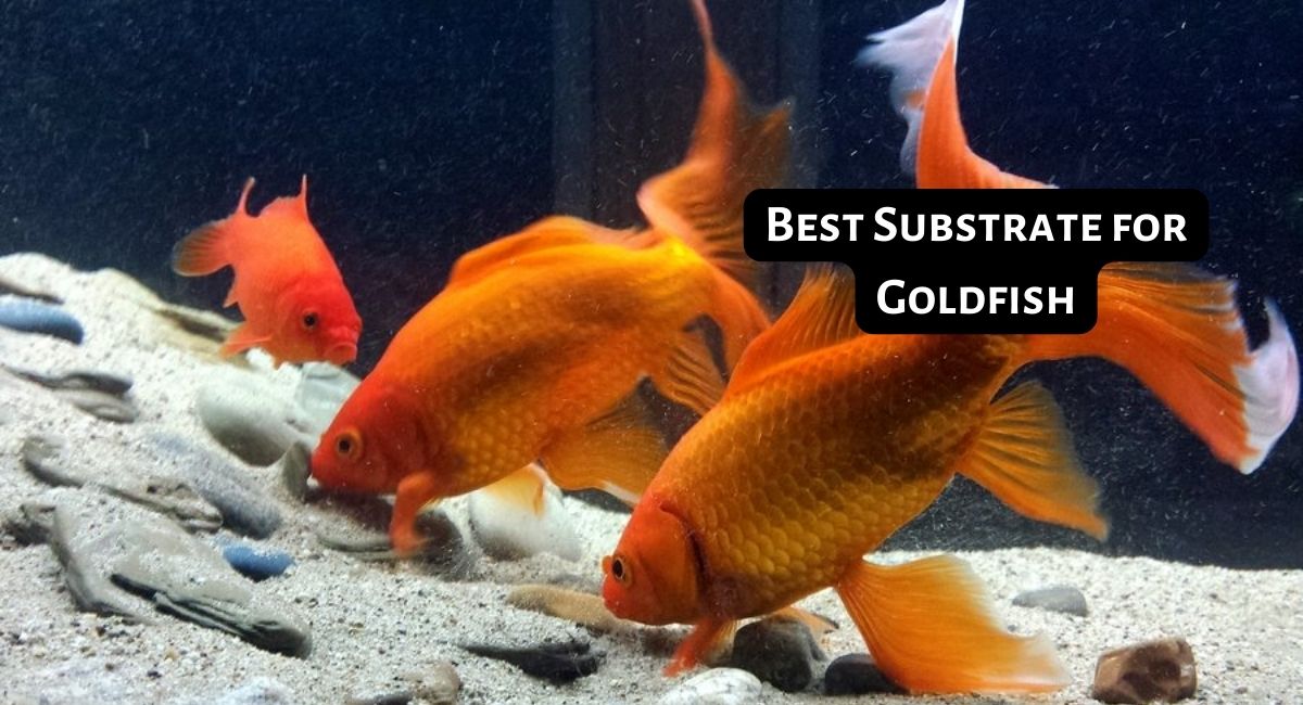 Best Substrate for Goldfish