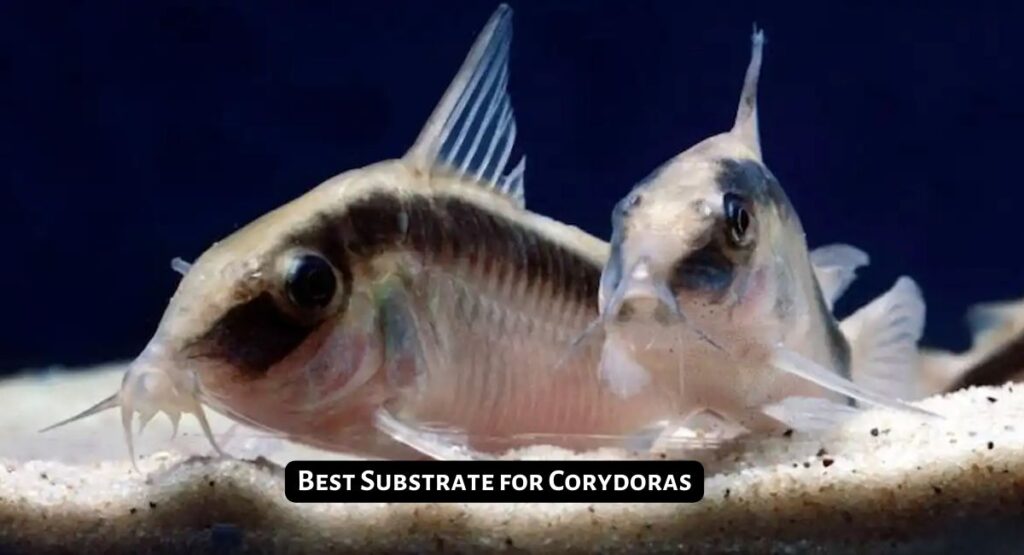 Best Substrate for Corydoras