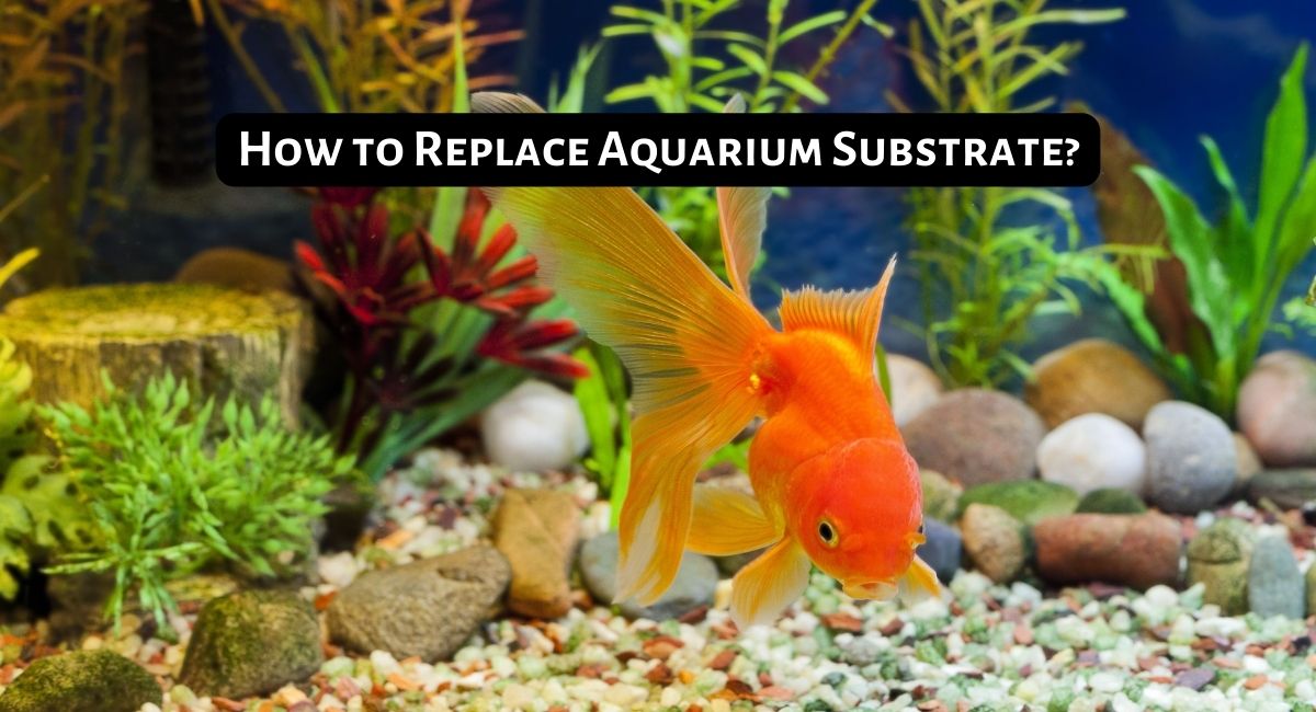 How to Replace Aquarium Substrate