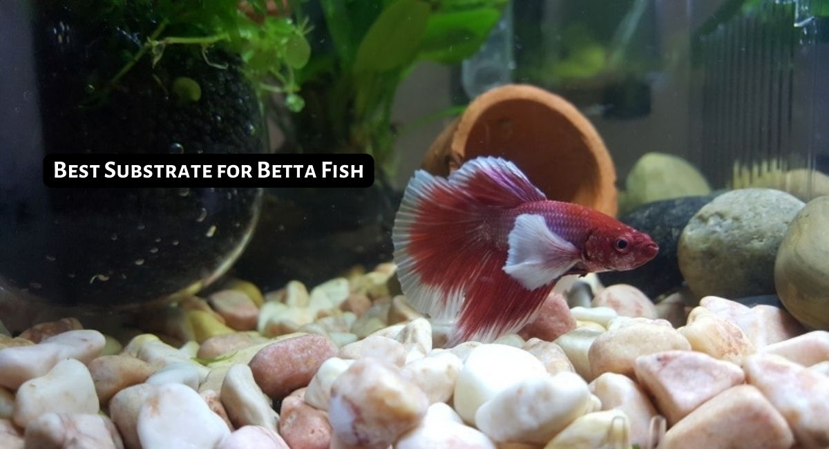 Best Substrate for Betta Fish