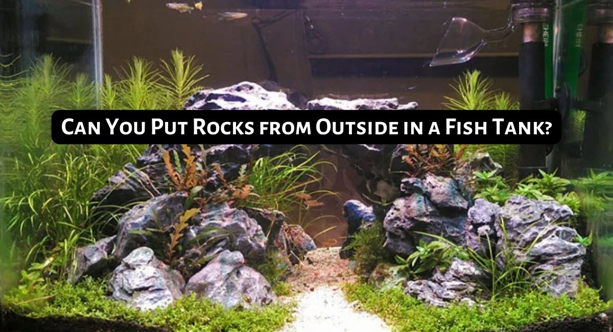 Can You Put Rocks from Outside in a Fish Tank