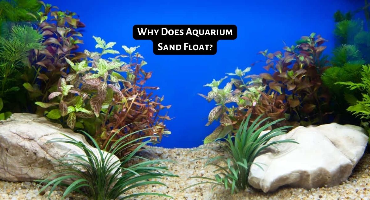 Why Does Aquarium Sand Float