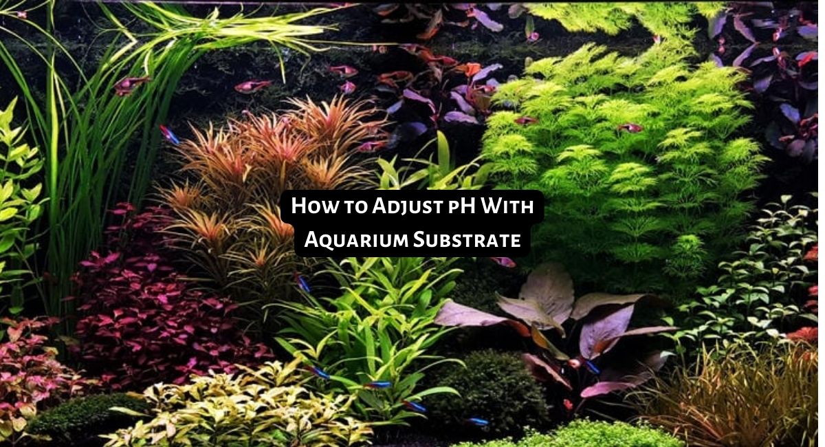 How to Adjust pH With Aquarium Substrate