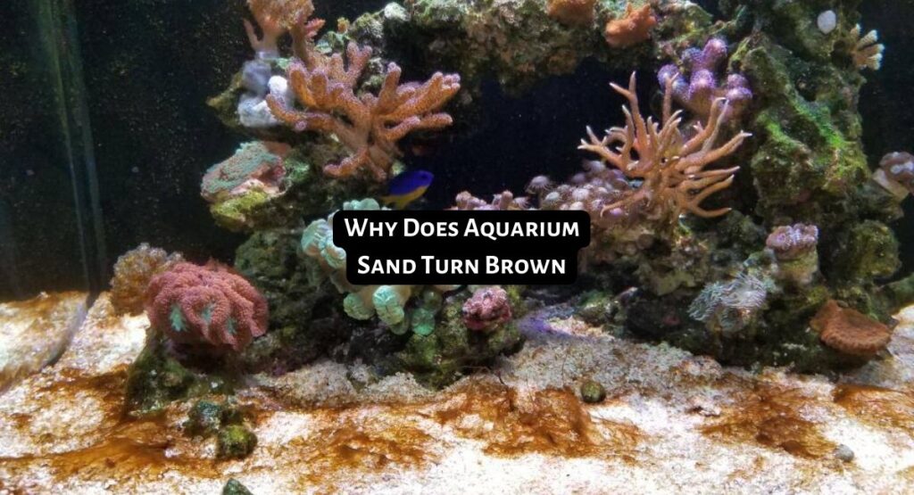 Why Does Aquarium Sand Turn Brown