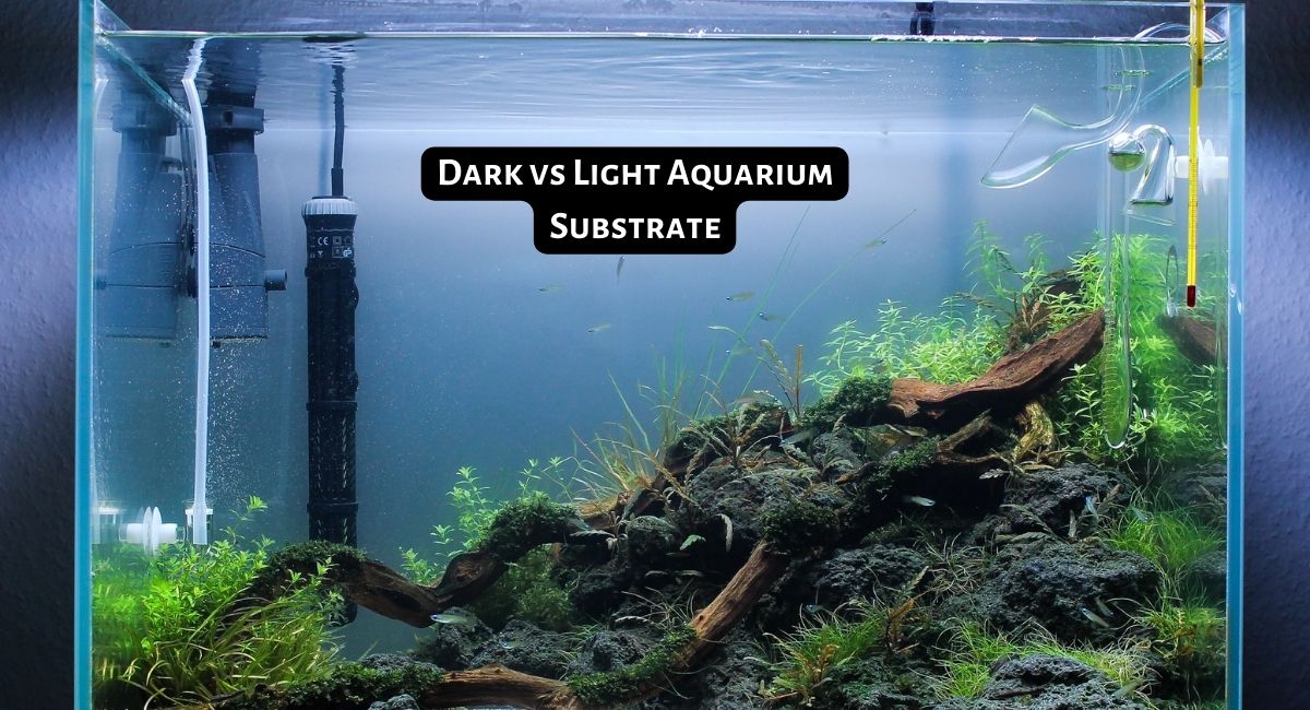 Dark vs Light Aquarium Substrate