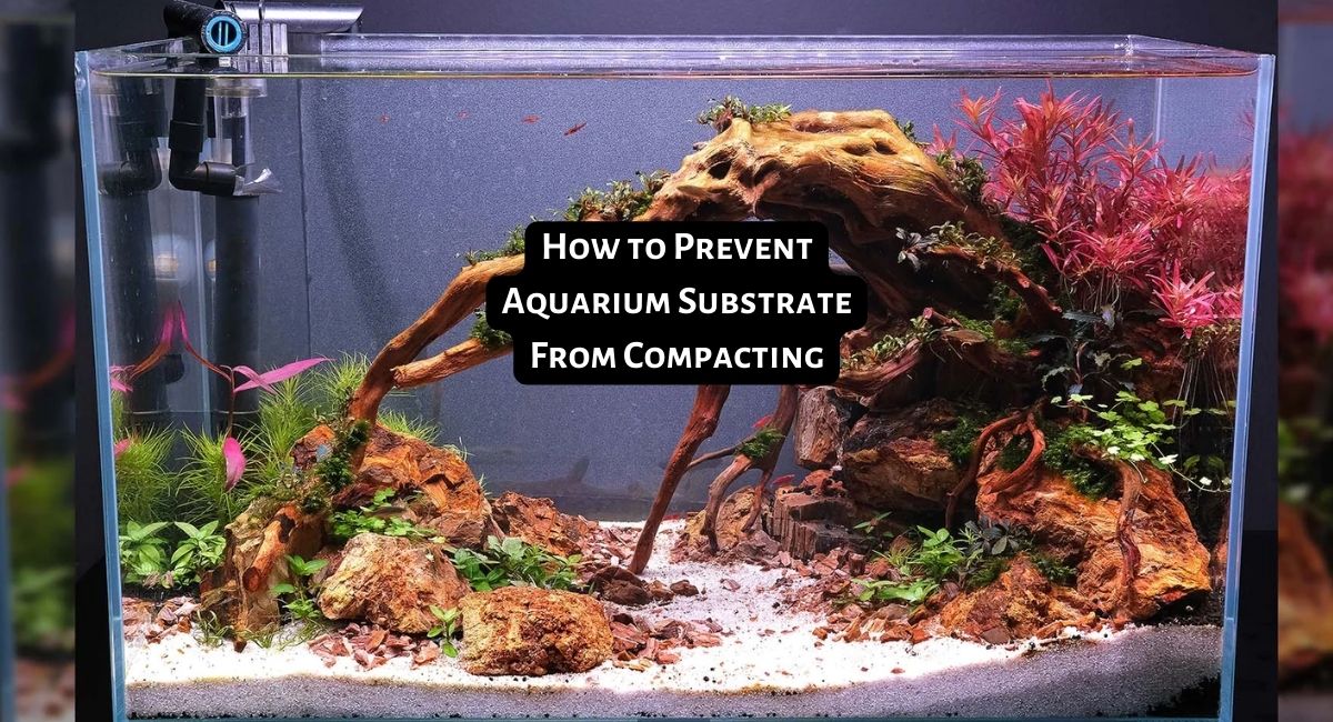 How to Prevent Aquarium Substrate From Compacting