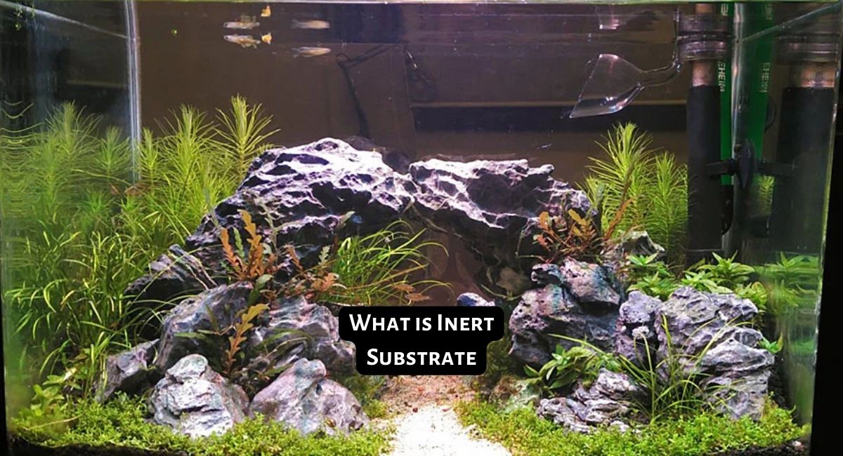 What is Inert Substrate
