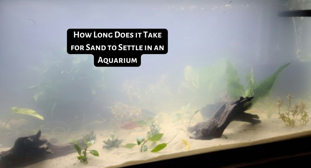 How Long Does it Take for Sand to Settle in an Aquarium