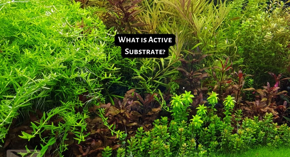 What is Active Substrate