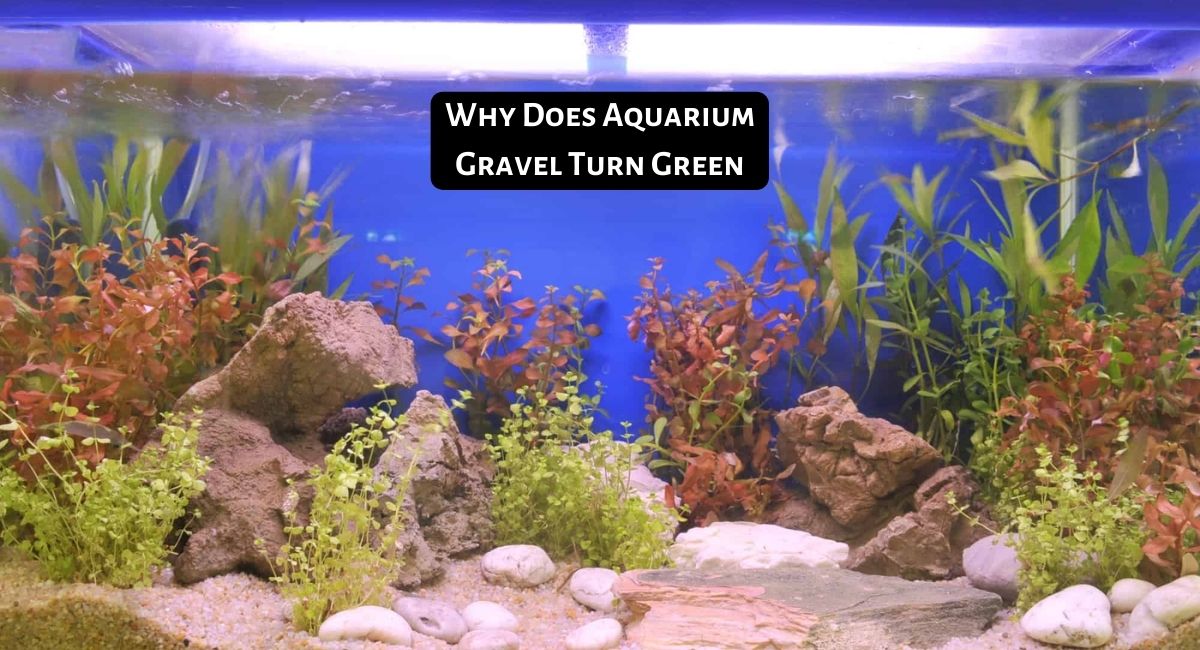 Why Does Aquarium Gravel Turn Green