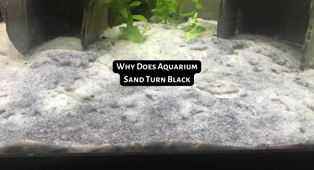 Why Does Aquarium Sand Turn Black