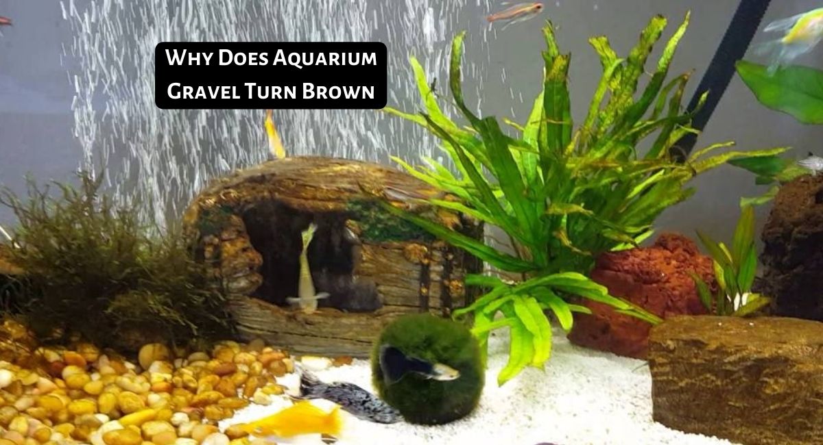 Why Does Aquarium Gravel Turn Brown