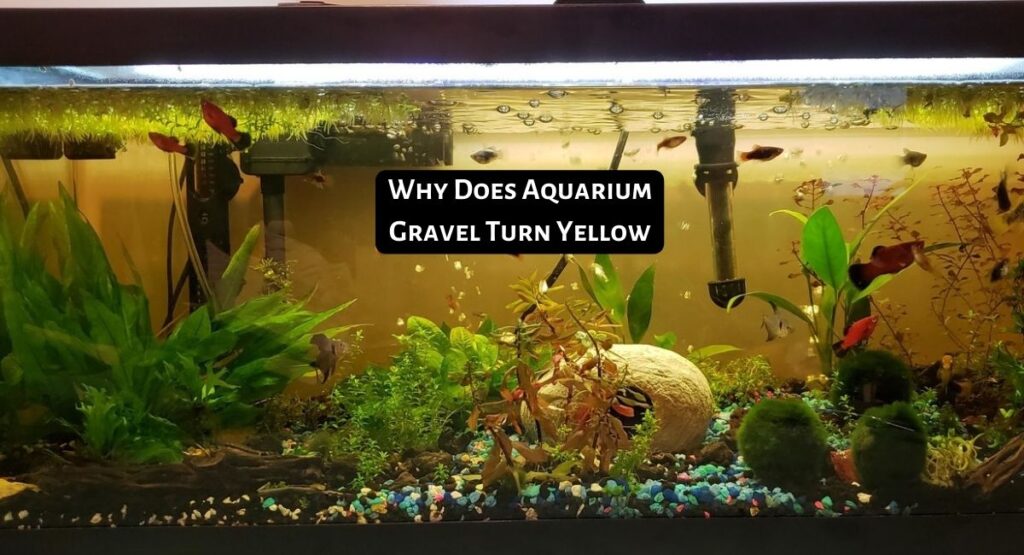 Why Does Aquarium Gravel Turn Yellow