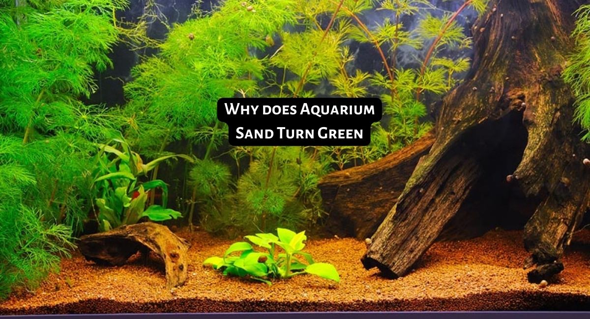 Why does Aquarium Sand Turn Green