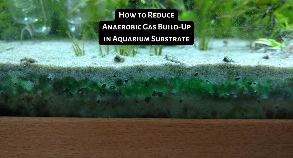 How to Reduce Anaerobic Gas Build-Up in Aquarium Substrate