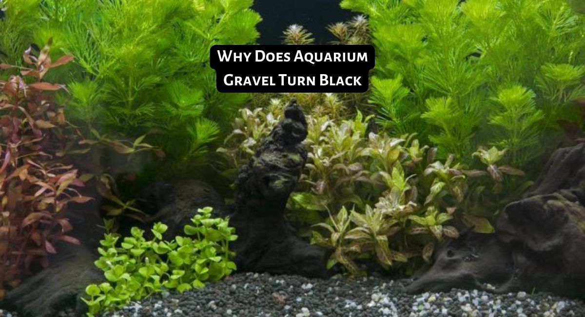 Why Does Aquarium Gravel Turn Black