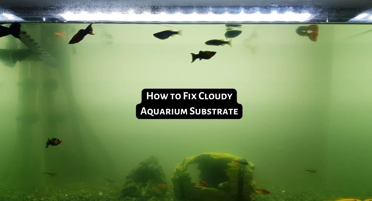 How to Fix Cloudy Aquarium Substrate