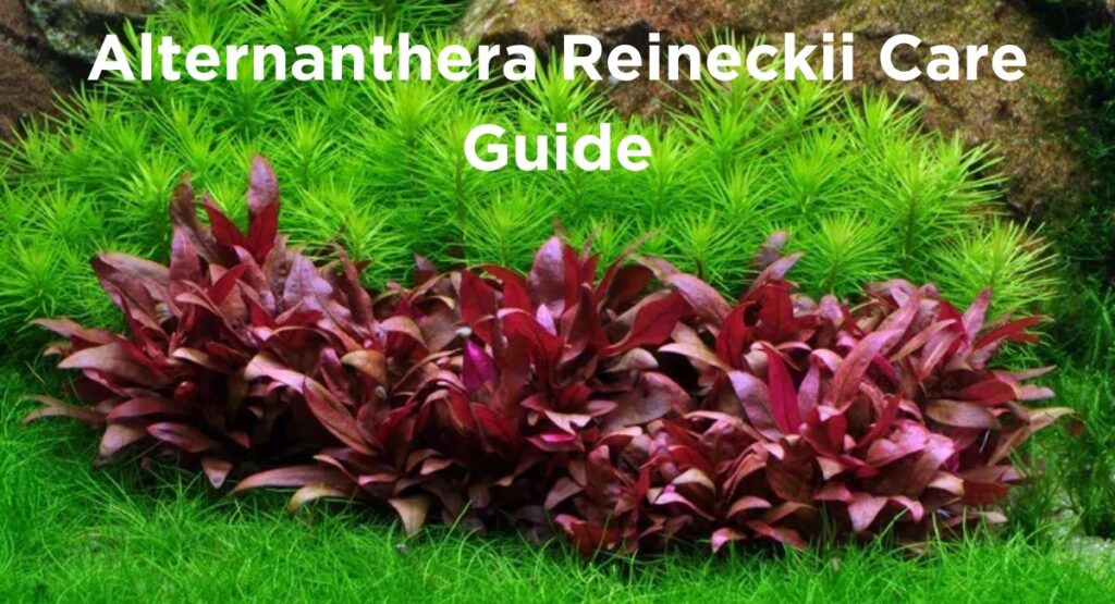 Alternanthera Reineckii Care Guide